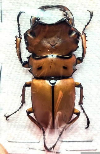Homoderus mellyi - 1, a-1