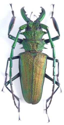 Cerambycidae prioninae - cerambycidae,