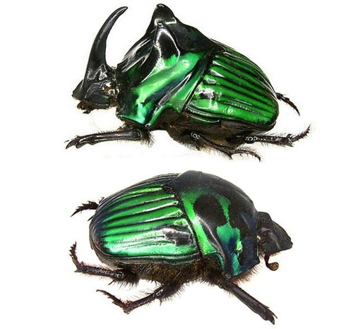 Oxysternon conspicillatum