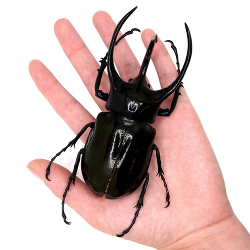 Chalcosoma atlas beetle - chalcosoma, xl