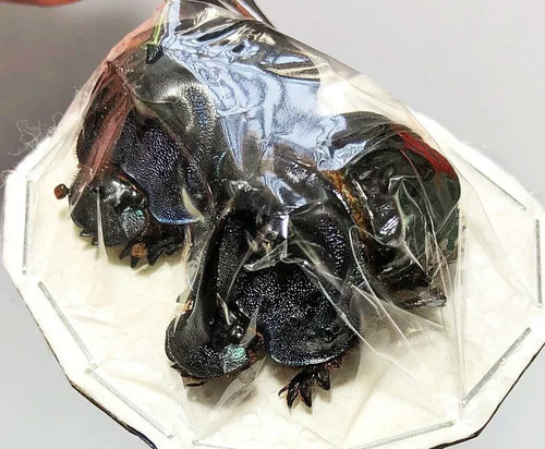 Coprophanaeus bellicosus - bellicosus, *****