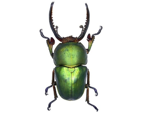 Lamprima adolphinae green form - adolphinae,
