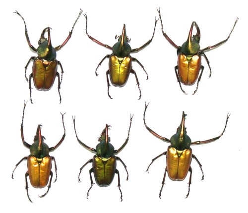 Cetoniidae x theodosia - cetoniidae.,